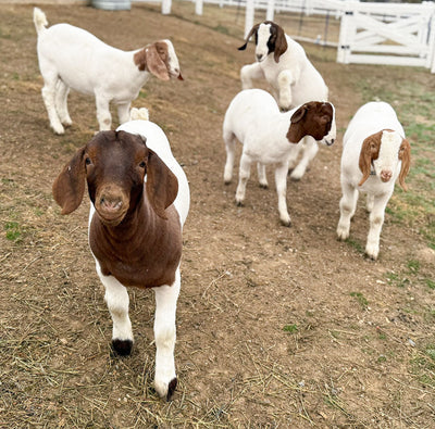 Welcome to the Farm: Patrick, Riggs, Finn, Elvis & Buckeye!