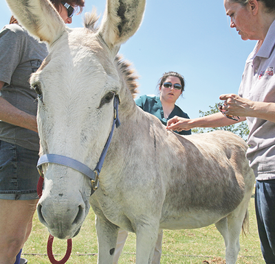 Donkey Acupuncture With Dr. Grand
