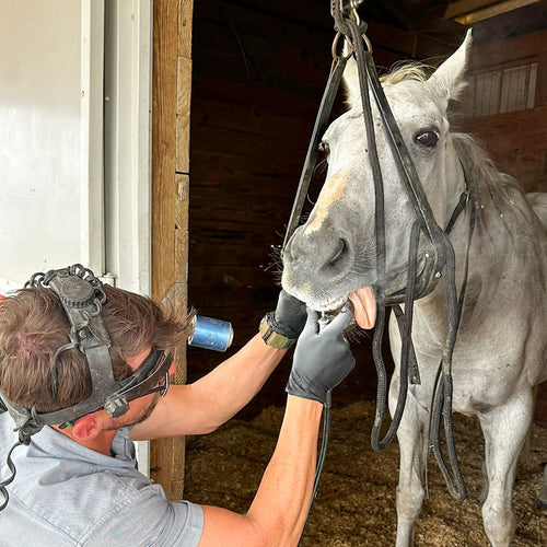 Healthy Teeth, Happy Horses: A Dental Update
