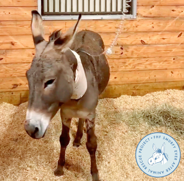 Stray Donkey Runs 15 Miles on Highway Before Being Saved – Farmhouse ...