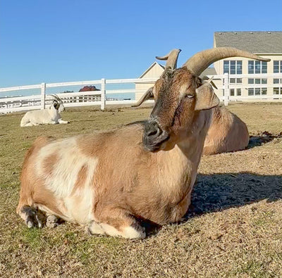 Caring for Roo's Heart