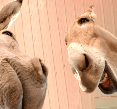 Donkey Cam: Roam With Our Crew