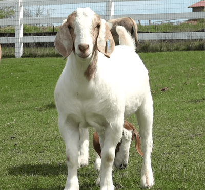 Goat Cam: Join Our Herd