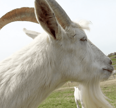 Virtually Pet a (Very Large) Goat