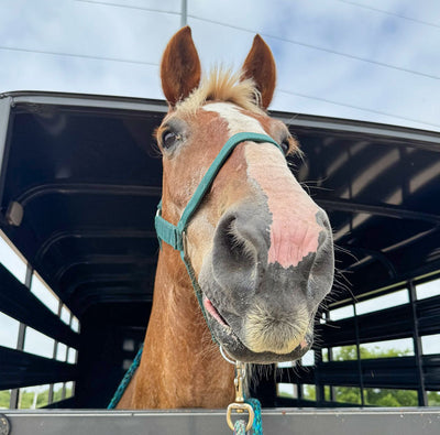 A Gentle Giant Finds Safety
