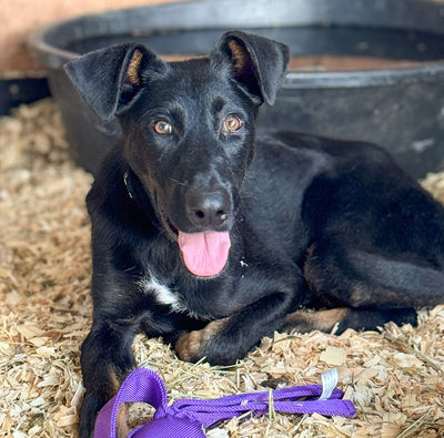 Meet Pistachio: Our Foster Pup in Waiting