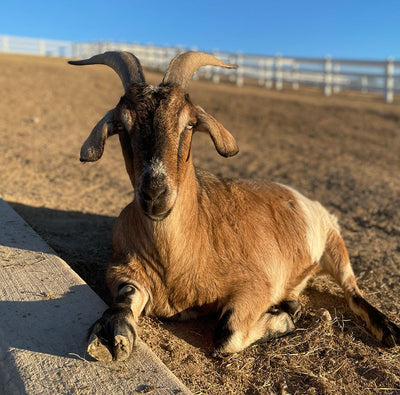 Remembering Roo: A Life Full of Love & Jumps
