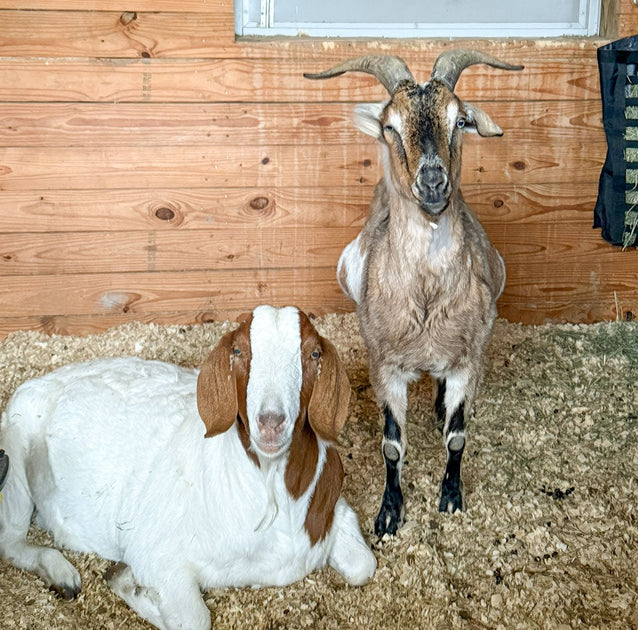 Goat Roo Roo's Fight to Survive – Farmhouse Fresh Wholesale