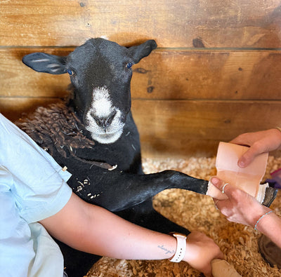 The Case of Ruby’s Tender Toes