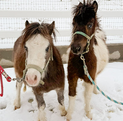 Tiny Ponies, Big Beginnings!