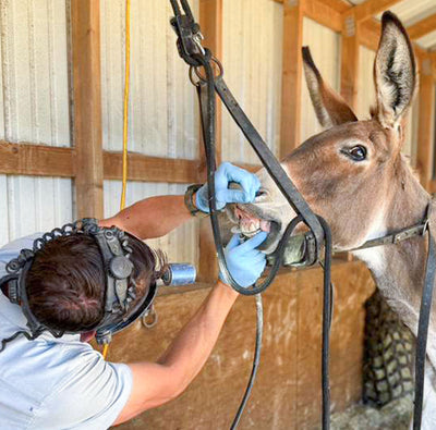 Yearly Dental Work at the Sanctuary