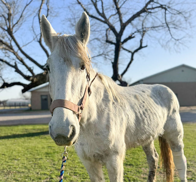 Elsa