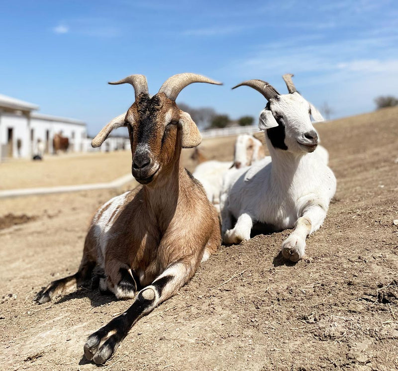 Moo Roo Moo – Farmhouse Fresh Wholesale