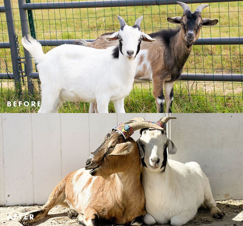 Goat Roo Roo – Farmhouse Fresh Wholesale