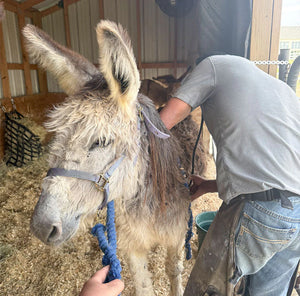 Slaughter to Sanctuary: Meet the Soda Pop Girls