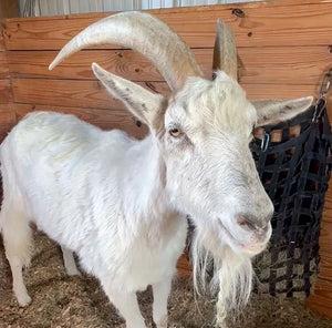 Lolly’s Pneumonia Diagnosis