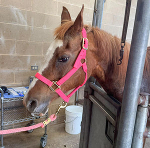 Lucy’s Close Call with Colic