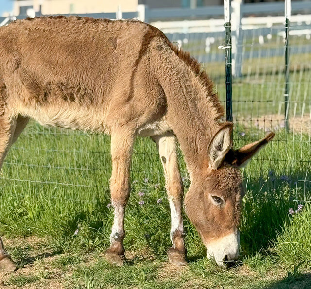 Shasta